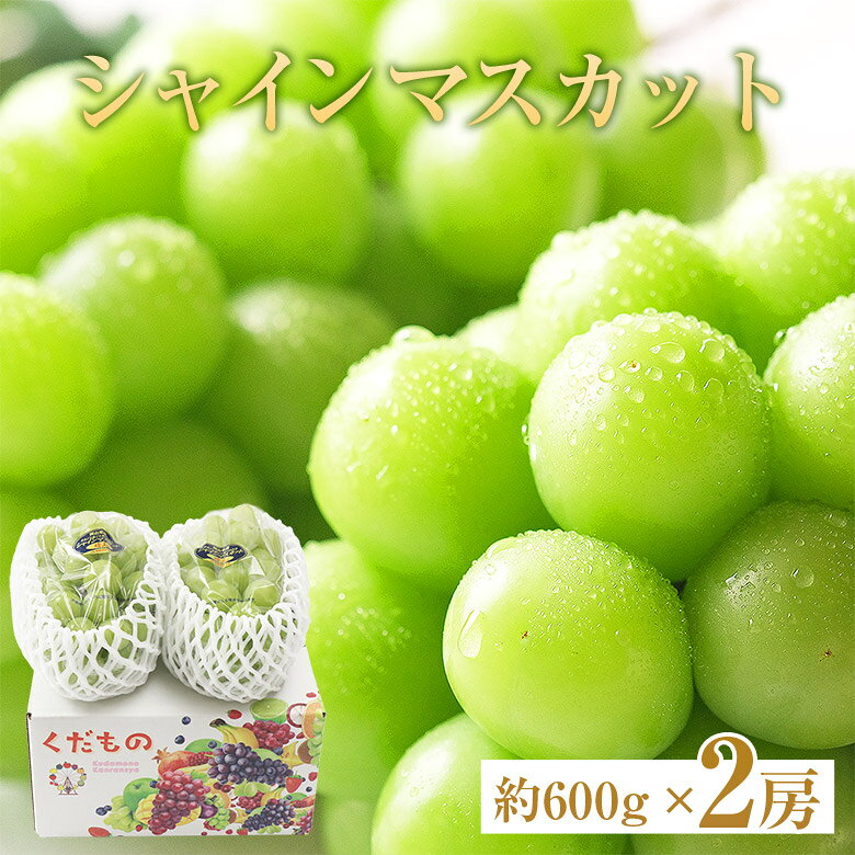 【順次ご発送中】【 シャインマスカット ご家庭用 1房あたり 約600g 2房 】 優品 2房 約 600g 送料無料 シャインマスカット シャイン 晴王 地域厳選 岡山 山梨 長野 福岡 ご家庭用 マスカット ぶどう ギフト お中元 暑中見舞い 訳あり 敬老の日 ギフト プレゼント