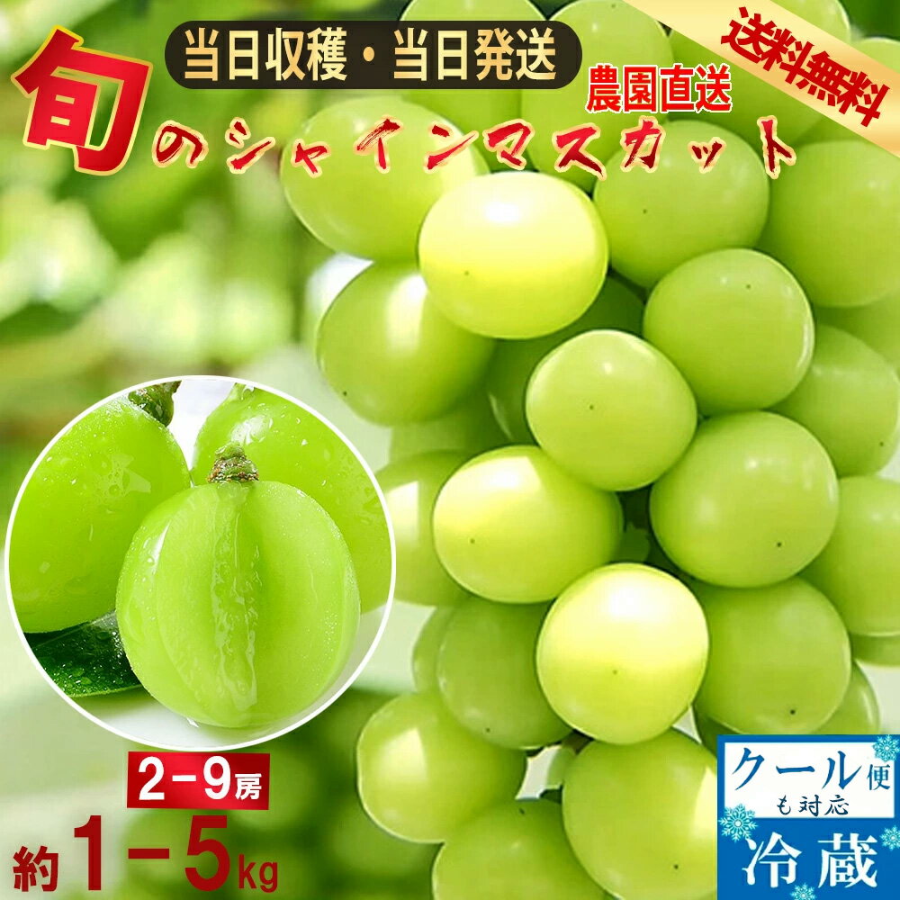 【8月より順次発送】 シャインマスカット 山梨産 産地直送 約1.0kg～5kg 送料無料 2房～9房 マスカット ぶどう 種なし ブドウ 敬老の日 ギフト 大人気ブドウ シャイン 甘い 贈り物 プレゼント