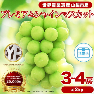 【ふるさと納税】2026年発送 フルーツ王国山梨産 厳選 シャインマスカット 3～4房 (約2kg)_ ふるさと納税 ふるさと マスカット ぶどう ブドウ 葡萄 フルーツ 果物 くだもの 人気 美味しい 山梨県 山梨市 山梨 送料無料【配送不可地域：離島】【1108670】