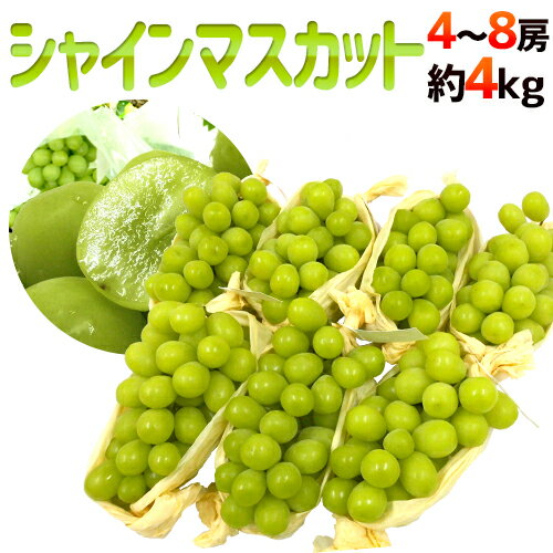 ”シャインマスカット” 秀品 大房限定 4〜8房 約4kg 産地厳選[B2]【予約 8月下旬以降】