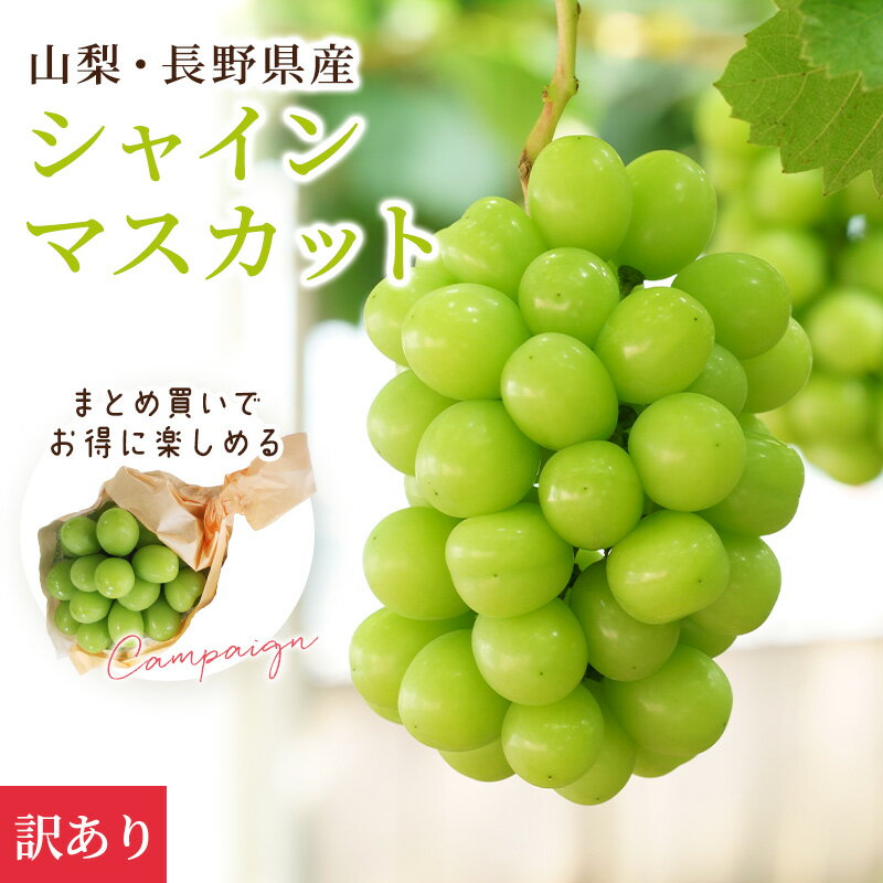 山梨・長野県産　訳ありシャインマスカット まとめ買いでおまけ付きキャンペーン実施中！ 3房で1房おまけ 5房で2房おまけ ぶどう 葡萄 フルーツ ギフト プレゼント 贈答品 お中元 のし対応 お取り寄せ 贈答用 ご家庭用 人気 高級ぶどう まとめ買いでお得 送料無料