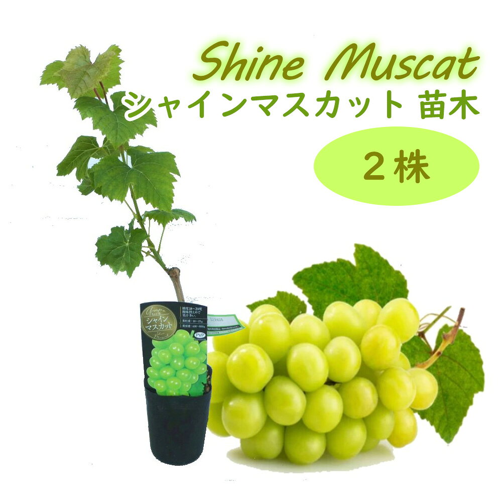 ぶどう 苗木 苗 「シャインマスカット 挿木苗」 10.5cmロングポット 【 2株 】 樹高約30〜40cm ブドウ 葡萄 果樹苗 実のなる木 つる性 shine muscat