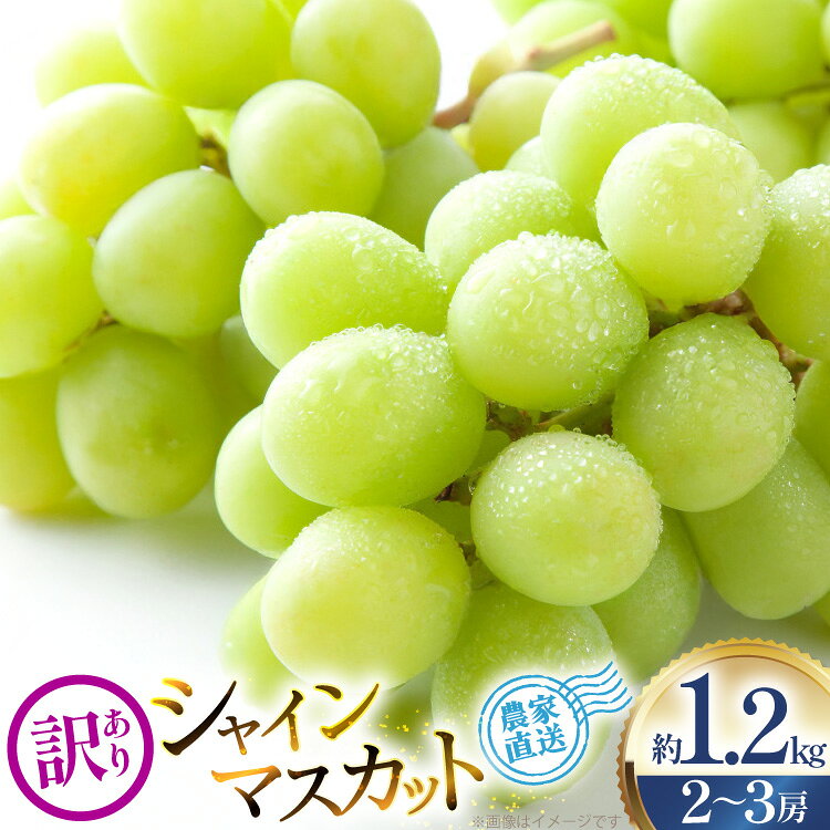 【ふるさと納税】 【2026年発送】 シャインマスカット 訳あり 2〜3房 約1.2kg [治右衛門果樹園 山形県 高畠町 tk06ays830003] 箱詰め フルーツ 果物 くだもの ぶどう ブドウ 葡萄 1.2キロ 甘い