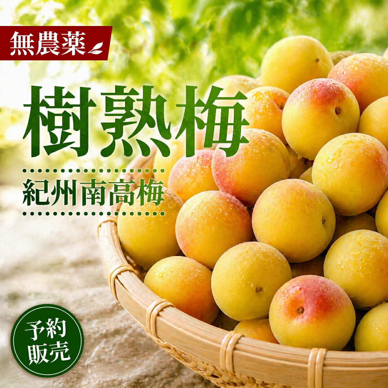 樹熟梅 完熟梅 南高梅 生梅 青梅 1キロ 梅酒用 10キロ 梅干し用 5キロ 1kg 2kg 5kg 10kg 20kg 30kg 4L 無農薬 無化学肥料 4リットル 熊野産 紀州産 和歌山県産 梅シロップ 梅ジャム 予約 送料無料 彩り屋