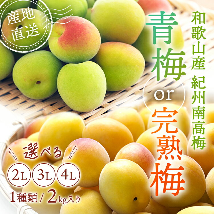 【予約販売/数量限定】 和歌山県産 紀州南高梅 選べる 青梅 完熟梅 2kg 南高梅 冷凍梅 梅ジュース用 梅干し用 梅 白干し用 産地直送 送料無料 和歌山産 大粒 大玉 完熟 農家直送 紀州梅 紀州梅干し 和歌山 梅酒の梅 梅酒用 産直 国産 梅の実 梅 うめ ウメ シロップ ジャム