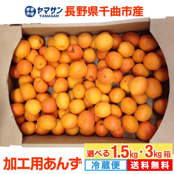 予約 レビュー高評価 生あんず 1.5kg または 3kg 2026 長野県千曲市産 加工用【6月下旬～7月中旬出荷】 令和8年度産 【千曲市の直売所から直送】 送料無料 クール便 訳あり ご家庭用 信州あんず 杏 杏子 アンズ ジャム シロップ 1.5キロ 3キロ 産直市場ヤマサン