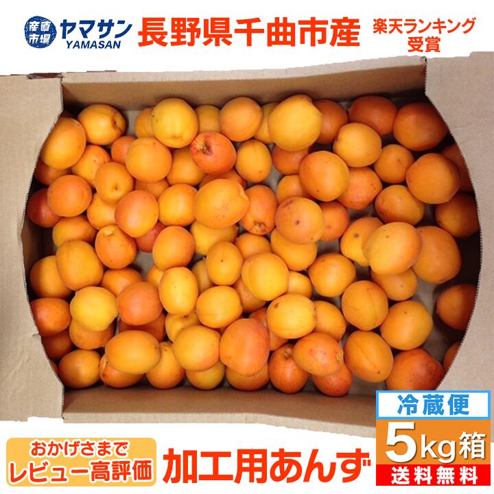 予約 レビュー高評価 生あんず 5kg 2026 長野県千曲市産 加工用 【6月下旬～7月中旬出荷】 令和8年度産 【千曲市の直売所から直送】 送料無料 冷蔵便 訳あり ご家庭用 信州あんず 杏 杏子 アンズ ジャム シロップ 5キロ 産直市場ヤマサン