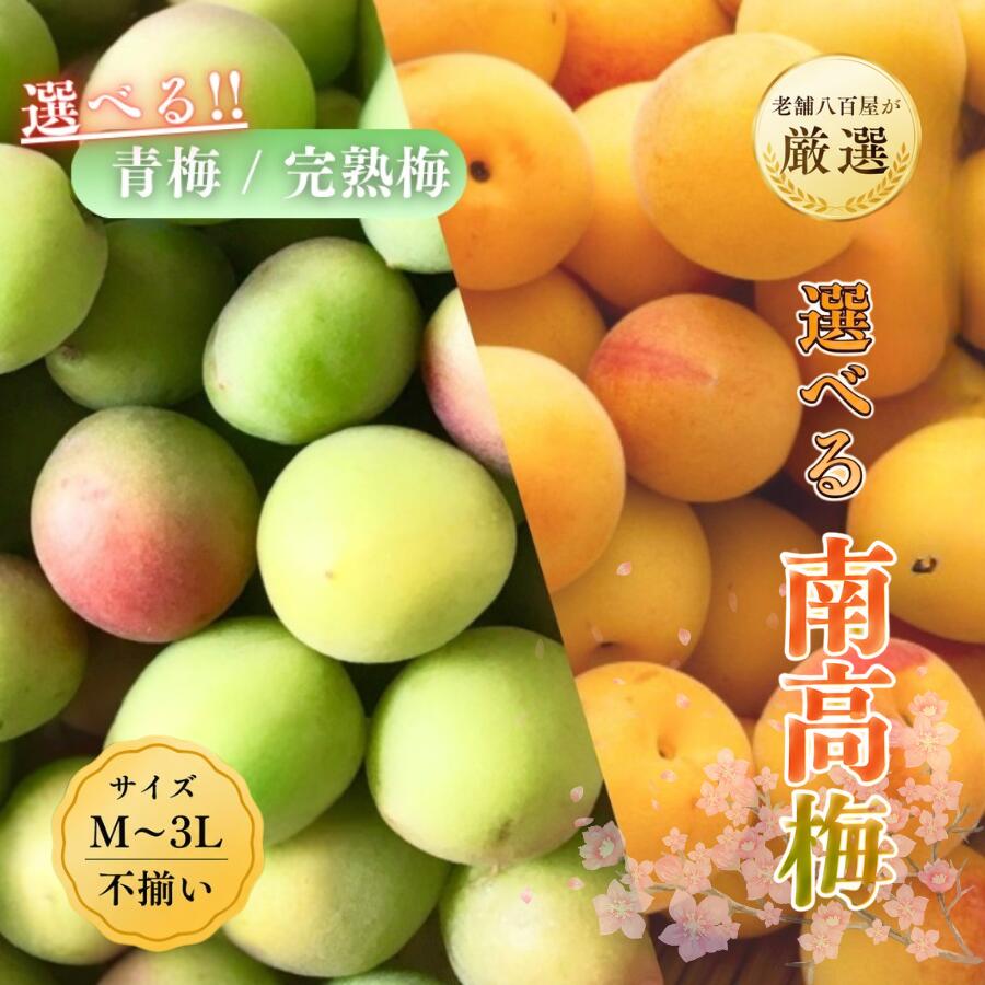 【5％OFFクーポン】南高梅 生梅 完熟梅 青梅 訳あり サイズ混合( M~3L ) おまかせ 和歌山県 他 1kg 2kg 3kg 5kg 10kg 1kg(冷凍) うめ ご家庭用 紀州 なんこうばい