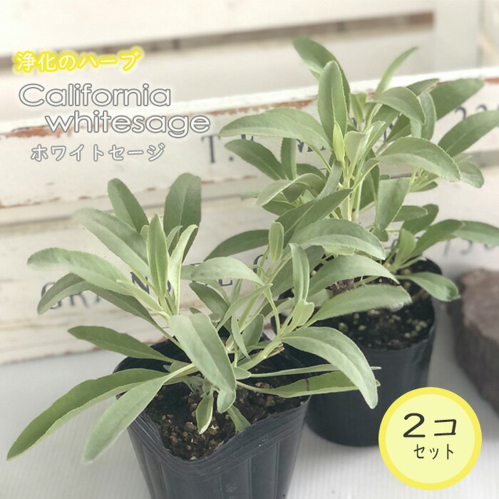 カリフォルニア ホワイトセージ 苗 2個セット 9cmポット スマッジング 宿根草 ガーデニング ハーブ苗 Herb