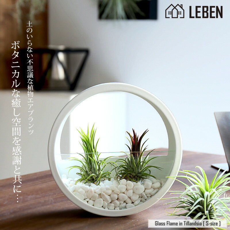 【10%OFFクーポン！サマーセール】●[名入れ ギフト プレゼント 植物] Glass Flame in Tillandsia [ Sサイズ ] 壁掛け ガラス鉢 寄せ植え エアープランツ エアプランツ 観葉植物 母の日　母 お誕生日 プレゼント高級 おしゃれ お祝い 還暦祝い 古希 喜寿[ap]