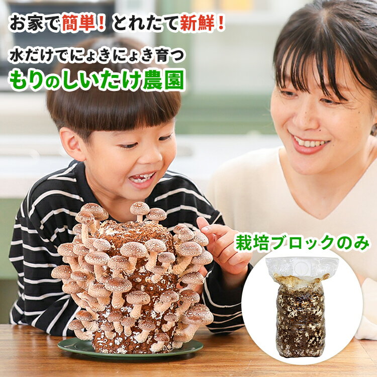 【ブロックのみ／付属品・説明書なし】しいたけ栽培ブロック もりのしいたけ農園おかわり君｜椎茸 シイタケ 家庭菜園 自由研究 野菜 きのこ栽培 キノコ栽培 菌床 国産 野菜栽培キット 椎茸栽培 食育キット 学習キット シイタケ栽培 しいたけ栽培キット