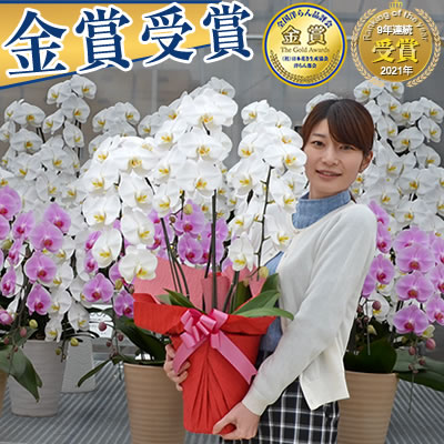 30輪～【白大輪・さくら姫ボリュームアップ中】選べる9色 胡蝶蘭 3本立 10,000円(税別)(24～30輪) 写真送信&amp;立札＆ラッピング無料【胡蝶蘭 お祝い お供え 大輪 海老名洋蘭園 花 ギフト 開店 開院 開業 移転 就任 受章 就任 昇進 栄転 退職 母の日】【ko】【ya】