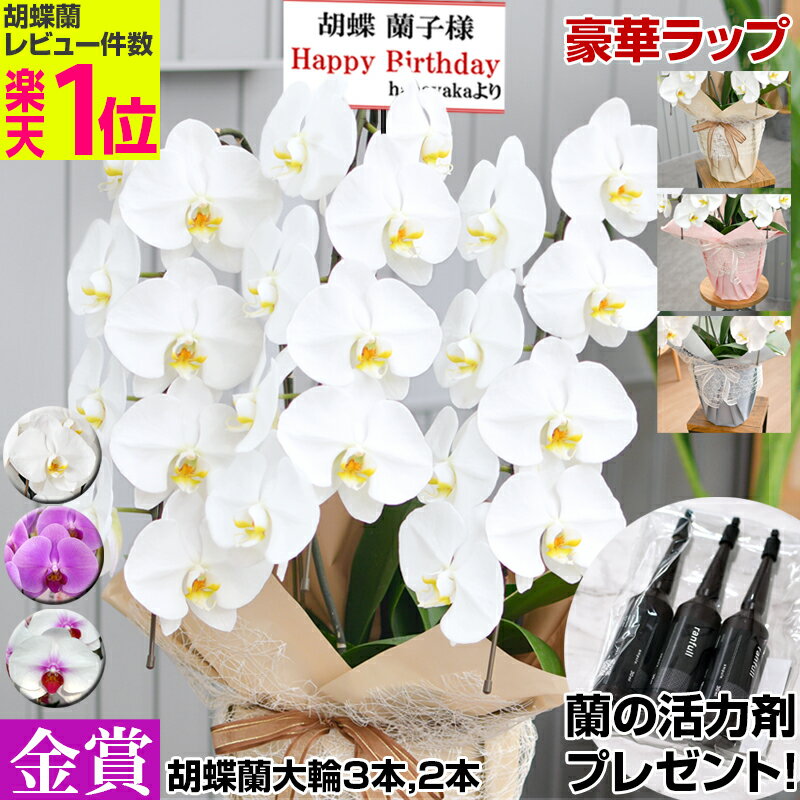 胡蝶蘭【ポイント2倍！蘭の活力剤プレゼント】母の日に　画像配信あり！花上木目柄札・豊富なラッピング無料！ 大輪3本立ち24輪（つぼみ込） 大輪2本 　お祝い 開店 就任 移転祝い 花 ギフト お供え 誕生日　プレゼント 蘭 花 はなやか　8R