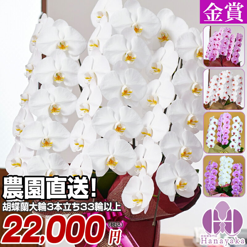 胡蝶蘭 大輪 3本立ち 33輪〜（蕾込み） お祝い 開店 就任 移転祝い 花 ギフト お供え 誕生日 母の日 プレゼント 蘭 はなやか 11R
