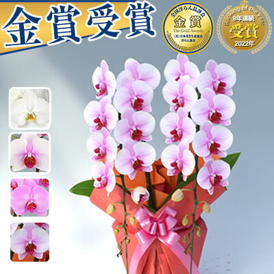 【ポイント10倍】【20輪～さくら姫ボリュームアップ】胡蝶蘭 2本立 7,000円(税別)(15～20輪) 写真送信&amp;立札＆ラッピング無料【胡蝶蘭 お祝い お供え 大輪 ミディ 海老名洋蘭園 花 ギフト 開店 開院 開業 移転 就任 昇進 栄転 退職 お盆 お彼岸 敬老の日】【ko】【ya】