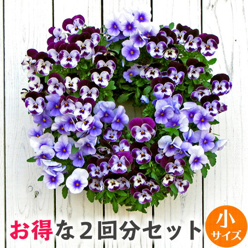 [お得な2回分] 小サイズ リース セット 花苗で作る なごみ ハンギングリース 壁掛け 鉢 園芸教室 簡単制作 母の日（カゴ小1＋水苔+専用土が2回分）