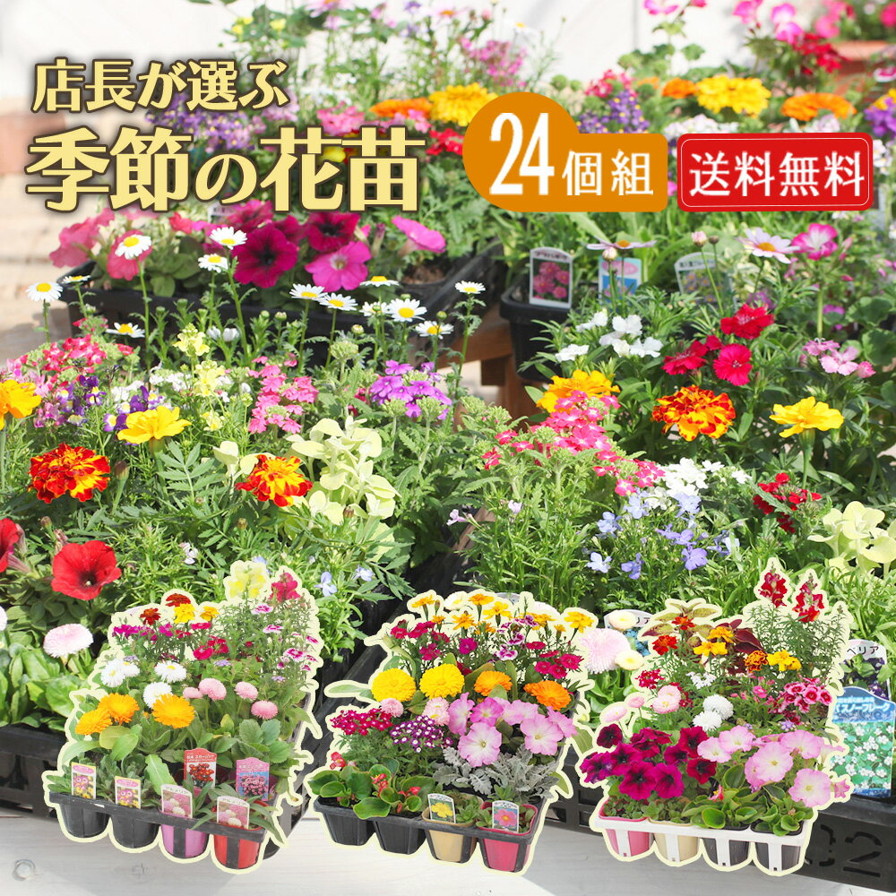 季節 の 花苗 24苗 セット 【 送料無料 】（ ペチュニア マリーゴールド ロベリア バーベナ など 草花 福袋 ♪ ） 花苗セット 花 早春 春 花壇 庭 寄せ植え ガーデニング 母の日 誕生日