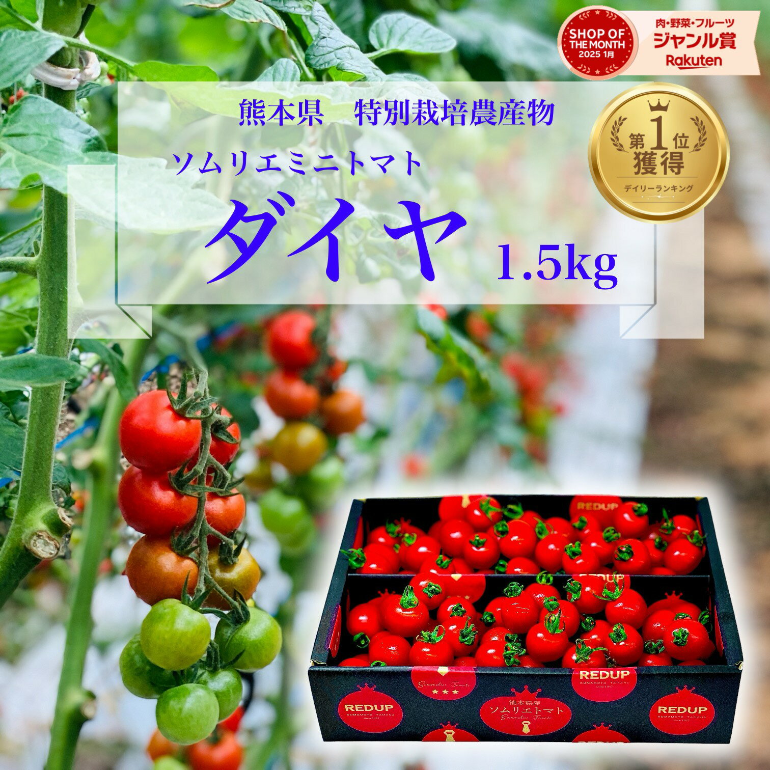 ＼半額クーポン／ とまと ミニトマト 送料無料 【 特別栽培農産物 】ソムリエミニトマト ダイヤ 1.5kg トマト レシピ トマトジュース プチトマト プレゼント ギフト 内祝い ダイエット ふるさと 楽天市場 ネットショッピング sale セール プチギフト 母の日 父の日 熊本