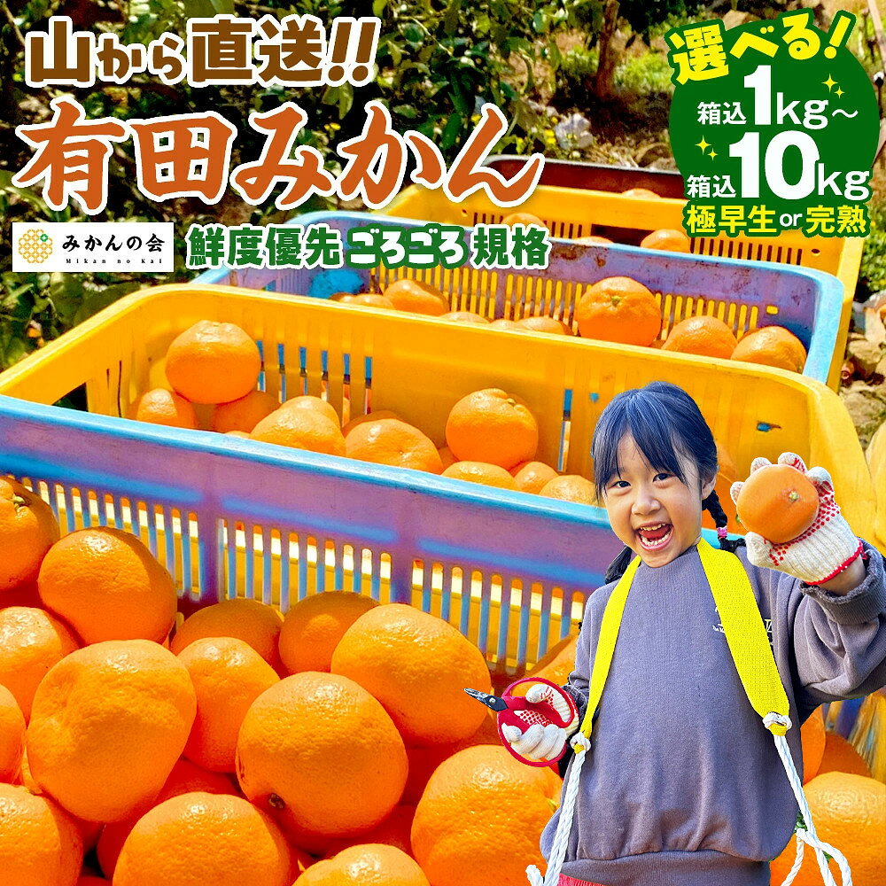 【ふるさと納税】【選べる】極早生みかん or 完熟みかん 訳あり 山から直送 箱込 1kg ～ 10kg ( 約 0.9kg ~ 9.2kg ) | ありだみかん みかん 有田みかん フルーツ 果物 ランキング 人気 甘い 濃厚 送料無料 産地直送 柑橘 訳あり 家庭用 高評価 返礼品 和歌山 有田 有田川