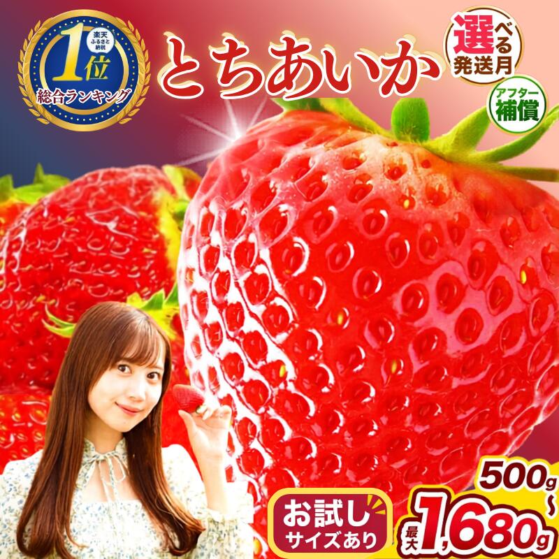 【ふるさと納税】いちご とちあいか 栃木県産 大粒 訳あり 先行予約 発送月が選べる (11月?4月) | いちご 苺 イチゴ フルーツ 果物 大容量 大粒(4L) 農家直送 完熟 高糖度 産地直送 高レビュー ご褒美 旬 くだもの 人気 真岡市 送料無料