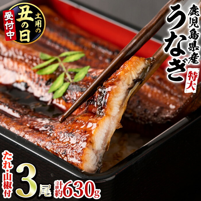 【ふるさと納税】＼高評価★4.80獲得！／＜丑の日発送も選べる！＞東串良町のうなぎ蒲焼(無頭)(3尾・計約630g・タレ、山椒付) うなぎ 蒲焼長焼 ウナギ 鰻 蒲焼き 国産うなぎ 国産 九州産 鹿児島 鹿児島県産 人気 ランキング 高級 特大 丑の日【アクアおおすみ】【0204356a】
