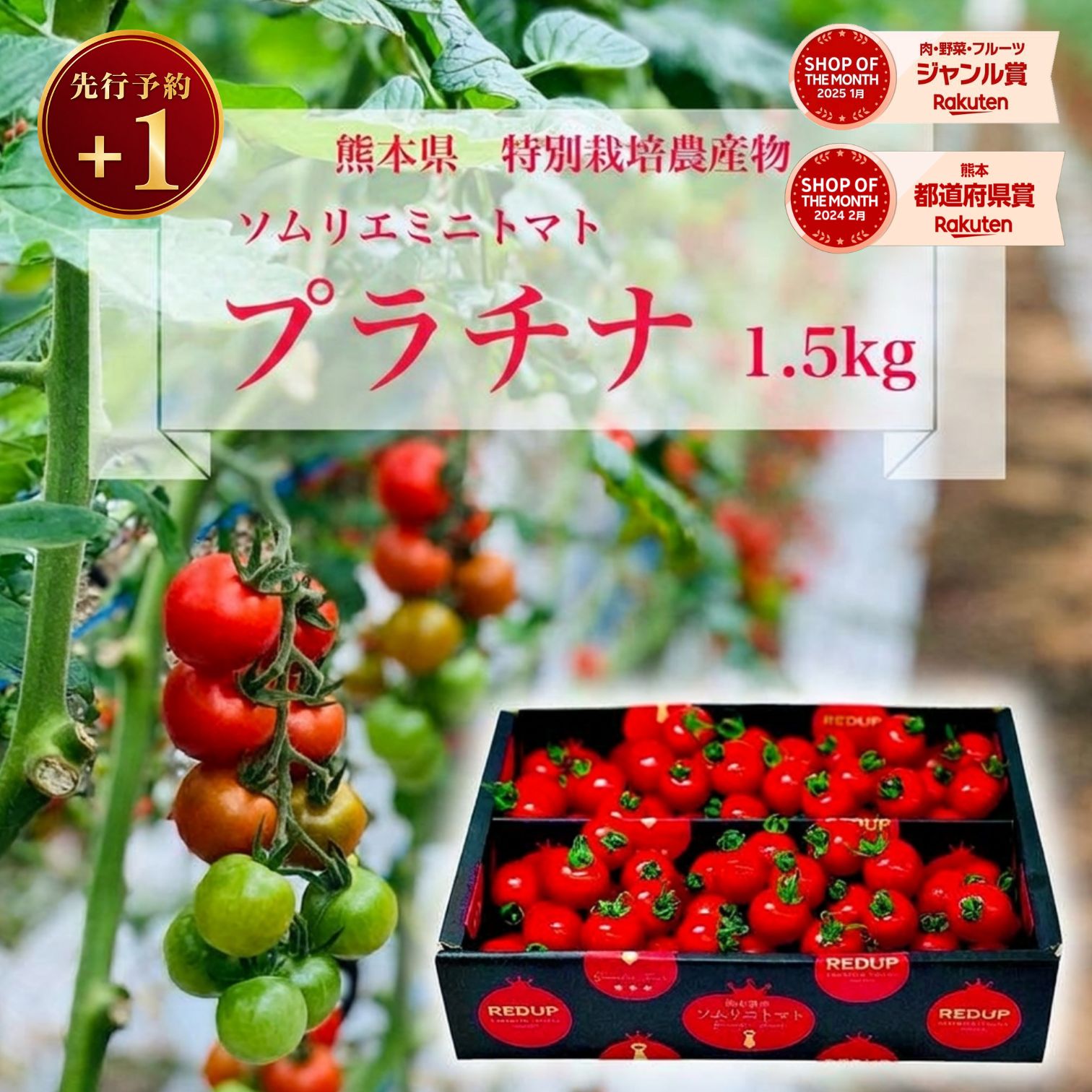 ＼ 予約 plus1／ 1個買うと1個無料 とまと ミニトマト 送料無料 【特別栽培農産物】ソムリエミニトマト プラチナ1.5kg トマト レシピ トマトジュース プチトマト プレゼント ギフト 内祝い ダイエット ふるさと 楽天市場 ネットショッピング sale セール プチギフト 熊本