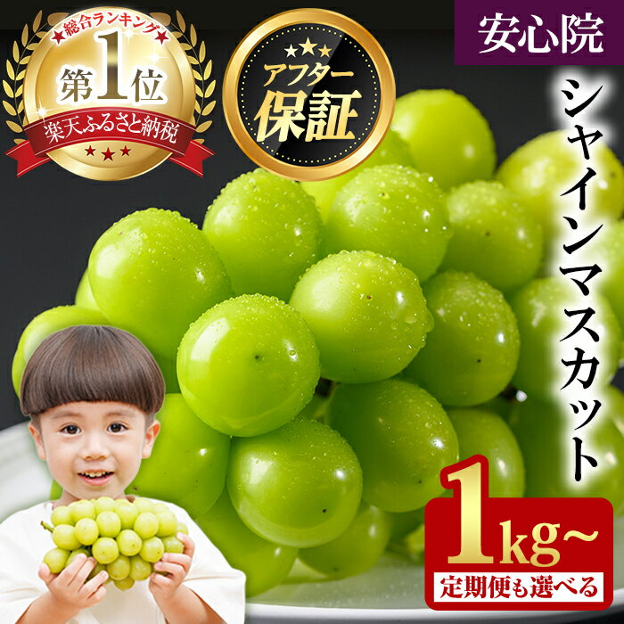 【ふるさと納税】2026年 先行予約 大粒 シャインマスカット 1kg以上(2房) / 2kg以上(3~5房) ＜2026年8月下旬から順次発送予定＞ フルーツ 果物 くだもの マスカット ぶどう アフター保障【106300101】【大分県農業協同組合 北部エリア】