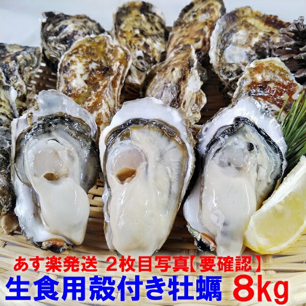 【10％OFFクーポン有】牡蠣 殻付き 生牡蠣 生食用「生食用 殻付き 牡蠣 8kg」（56~140粒）貝類 貝 kaki oyster オイスター 牡蛎 牡蠣 殻付 宮城県産 カキ 魚介類 魚介 BBQ【120】貝類 貝 kaki oyster オイスター【ふるさと納税リンクあり】
